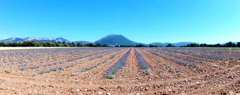 Lavanda